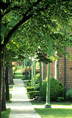 sidewalk and trees