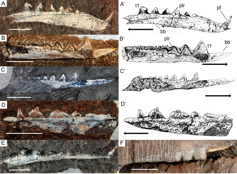 Fossil images of ischnacanthid acanthodian jaws with artistic reconstructions created by Kennedy