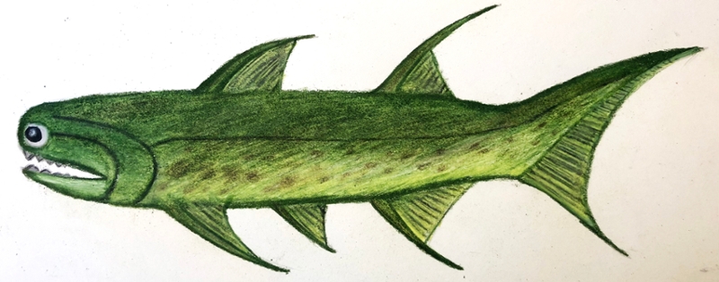 Artistic reconstruction of an ischnacanthid acanthodian created by Broussard