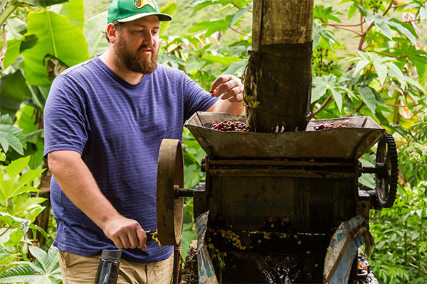 Green coffee bean buyer Jay Ducote learns the process of collecting and preparing freshly picked beans.