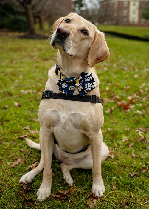 Lucy the Therapy Dog