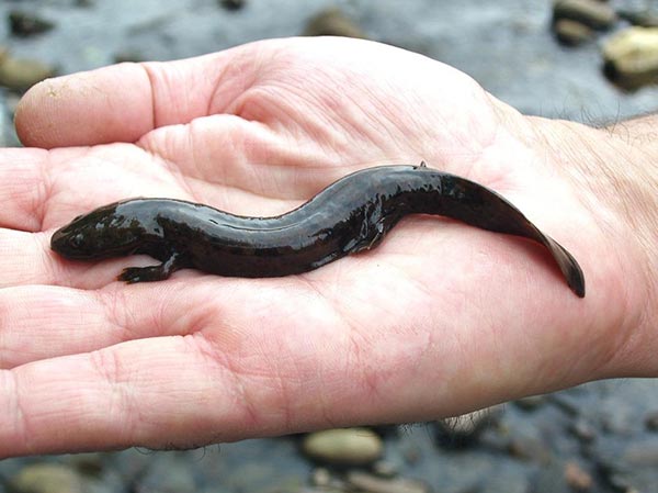 Juvenile hellbender