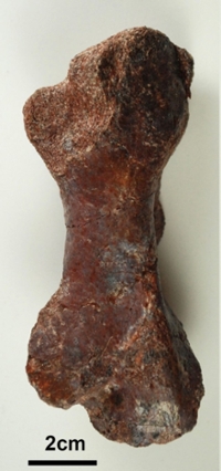 Tetrapod femur
