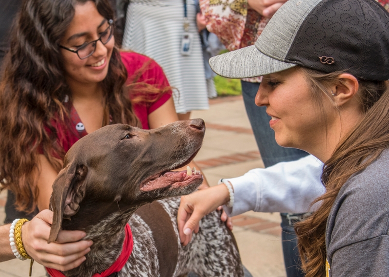 Lycoming College students de-stress with therapy dogs