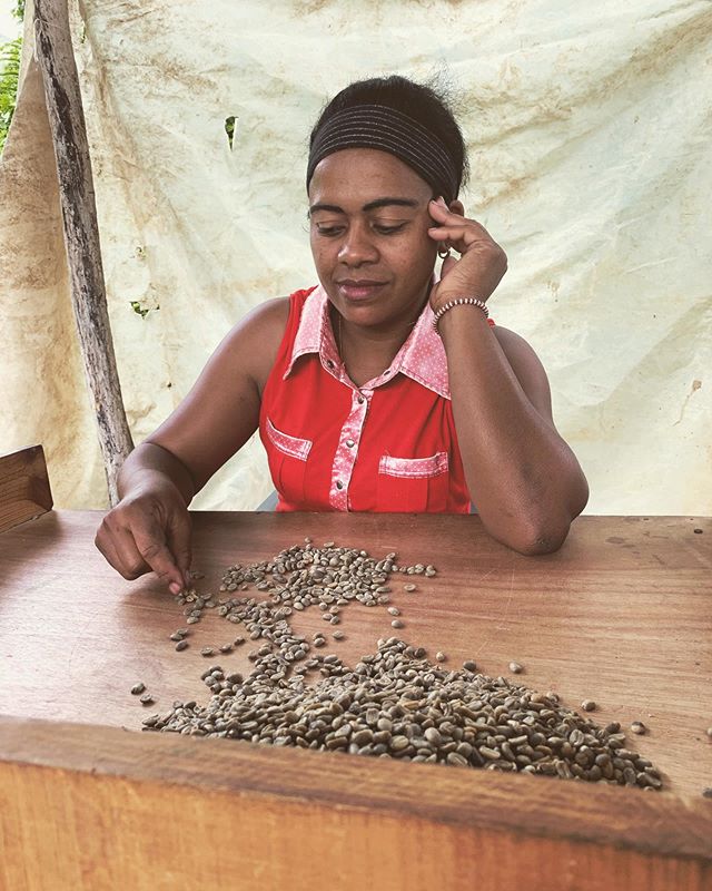 Hand Sorting: The next big step in improving coffee quality