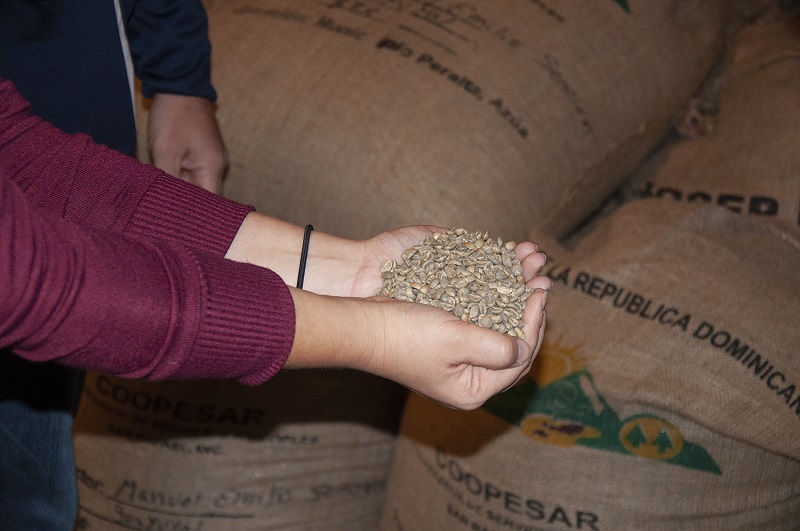 Green coffee beans are examined before roasting.