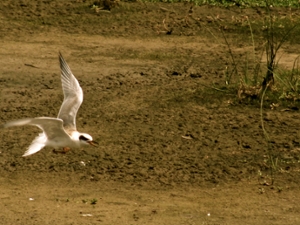 Tern flying